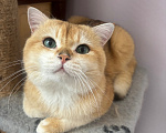 Кошки в Тюмени: Котик британец на вязку с опытом Мальчик, 8 000 руб. - фото 5