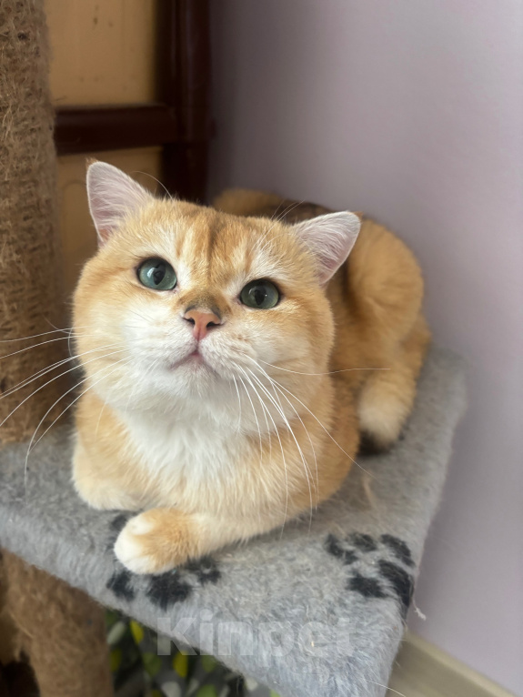 Кошки в Тюмени: Котик британец на вязку с опытом Мальчик, 8 000 руб. - фото 5