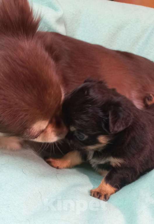 Собаки в Новосибирске: Яркие брюнеты чишки. Окрас черно подпалый.  Мальчик, Бесплатно - фото 1