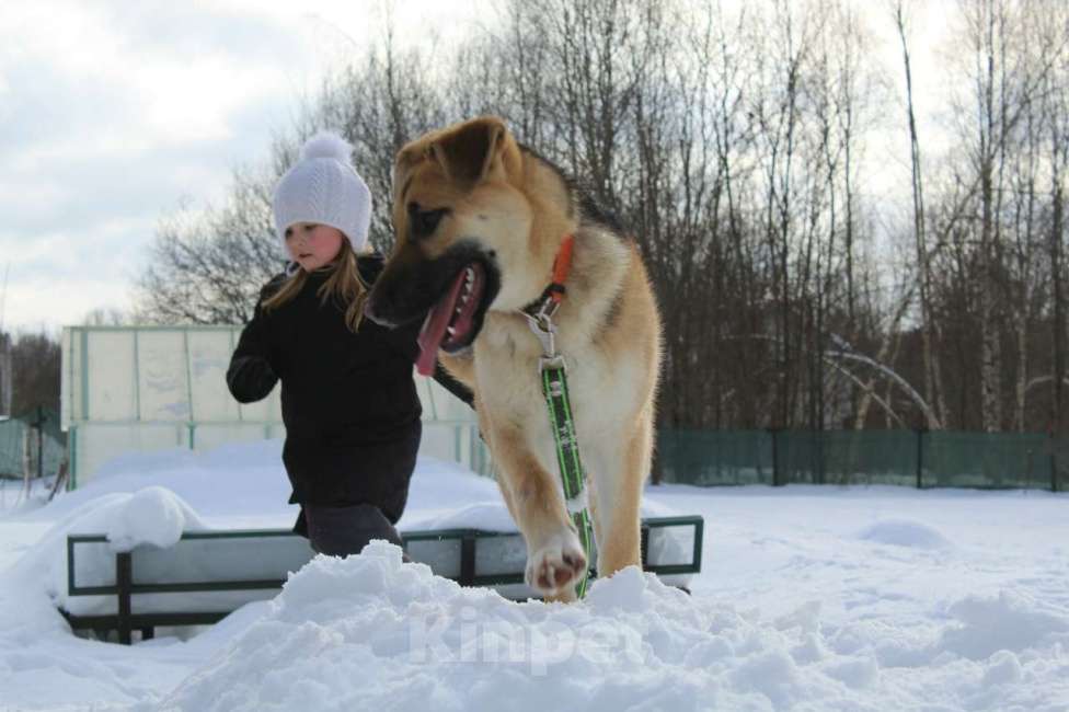 Собаки в Химках: красивая девочка Герда ждет хозяина в приюте Девочка, Бесплатно - фото 3