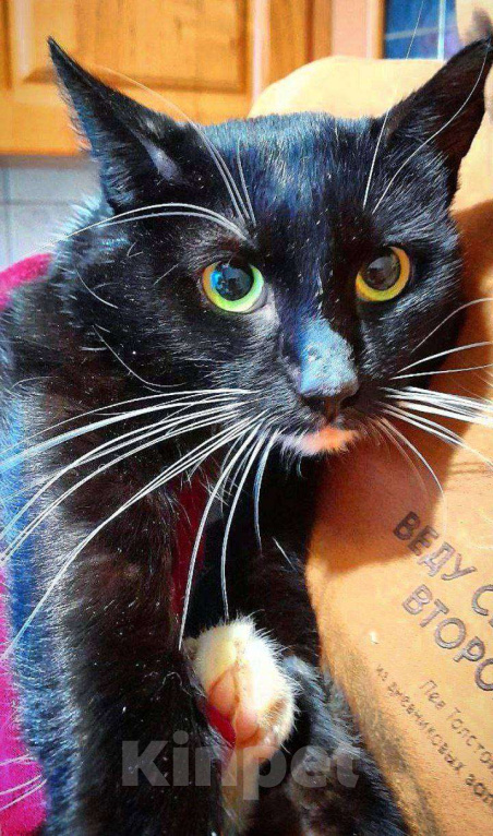 Кошки в Москве: Котик Чулочек ищет дом Мальчик, Бесплатно - фото 3