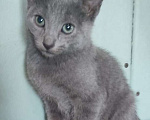 Кошки в Екатеринбурге: Котята породы русская голубая  Мальчик, 10 000 руб. - фото 3