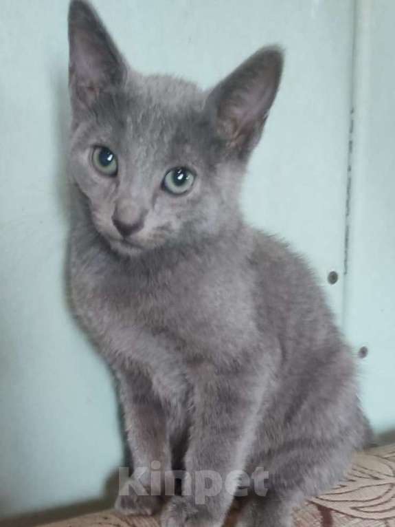 Кошки в Екатеринбурге: Котята породы русская голубая  Мальчик, 10 000 руб. - фото 3