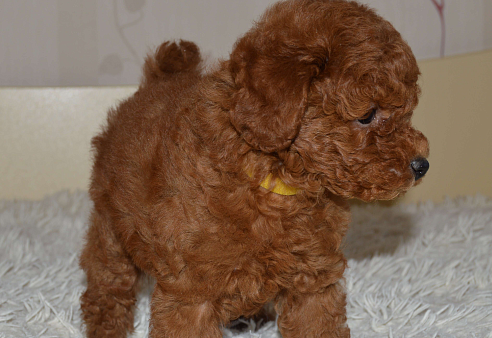 той-пудель,щенок