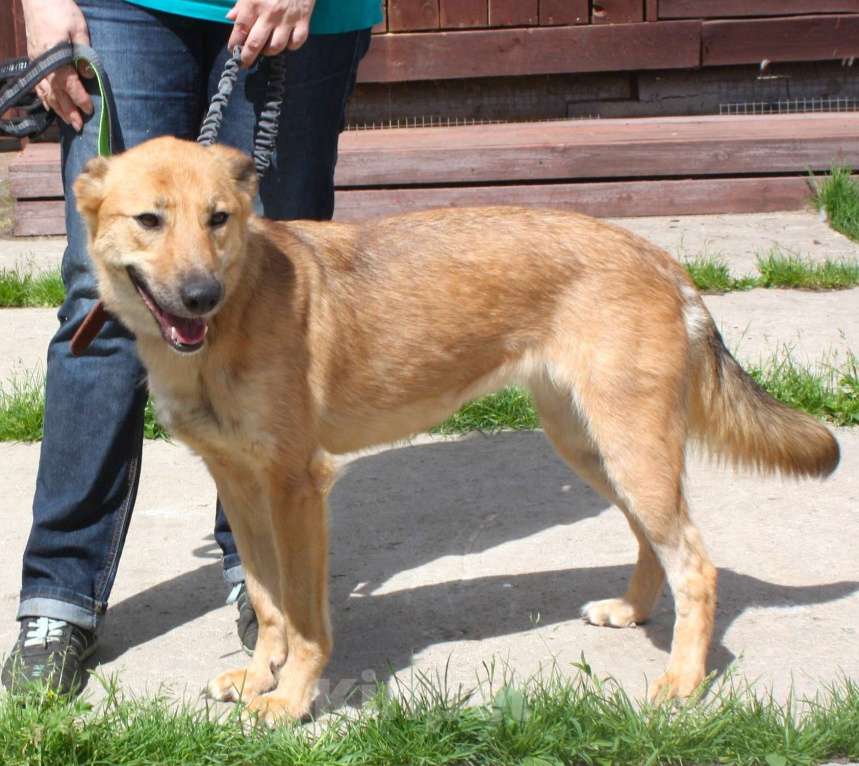 Собаки в Москве: Дружелюбная собака -компаньон Пипа ищет дом! Девочка, Бесплатно - фото 2
