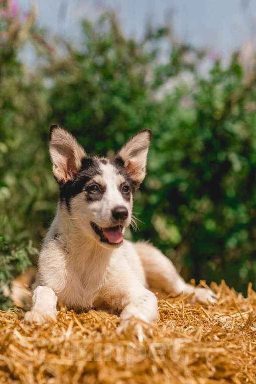 Собаки в Москве: Щенки метисы овчарки в добрые руки Девочка, 1 руб. - фото 10