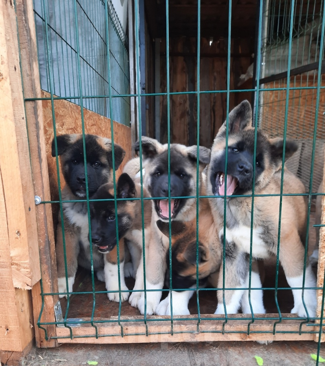 Собаки в Москве: Щенки американской акиты Девочка, 50 руб. - фото 4