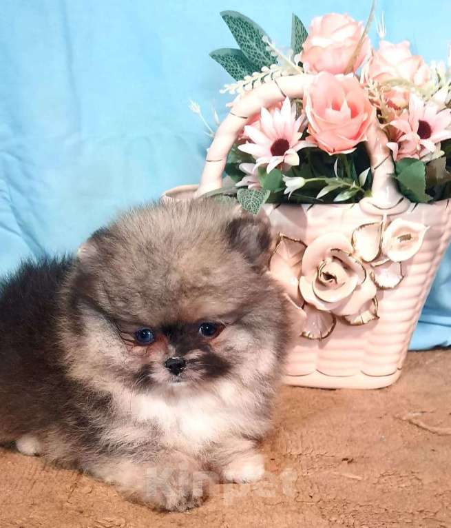 Собаки в других городах Московской области: Померанский шпиц мраморный  Мальчик, 35 000 руб. - фото 4