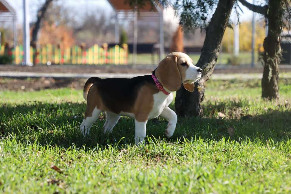Собаки в Москве: Замечательная бигледевочка в поисках семьи  Девочка, 35 000 руб. - фото 4