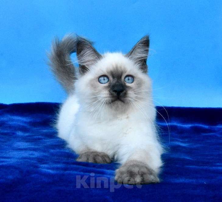 Кошки в Москве: Русская красавица Девочка, 50 000 руб. - фото 4