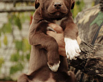 Собаки в Рыбном: Щенки в добрые руки Мальчик, Бесплатно - фото 4