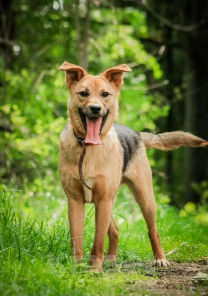 Собаки в других городах Московской области: Собака из приюта Мальчик, Бесплатно - фото 2