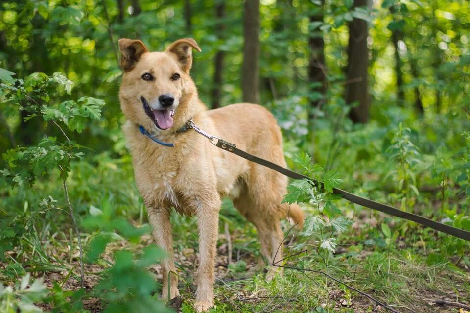 Собаки в Москве: Мартин Мальчик, Бесплатно - фото 4