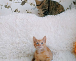 Кошки в Санкт-Петербурге: Рыжий чудо, мальчик 1,5 мес в поисках любимого и любящего человека Мальчик, 200 руб. - фото 4