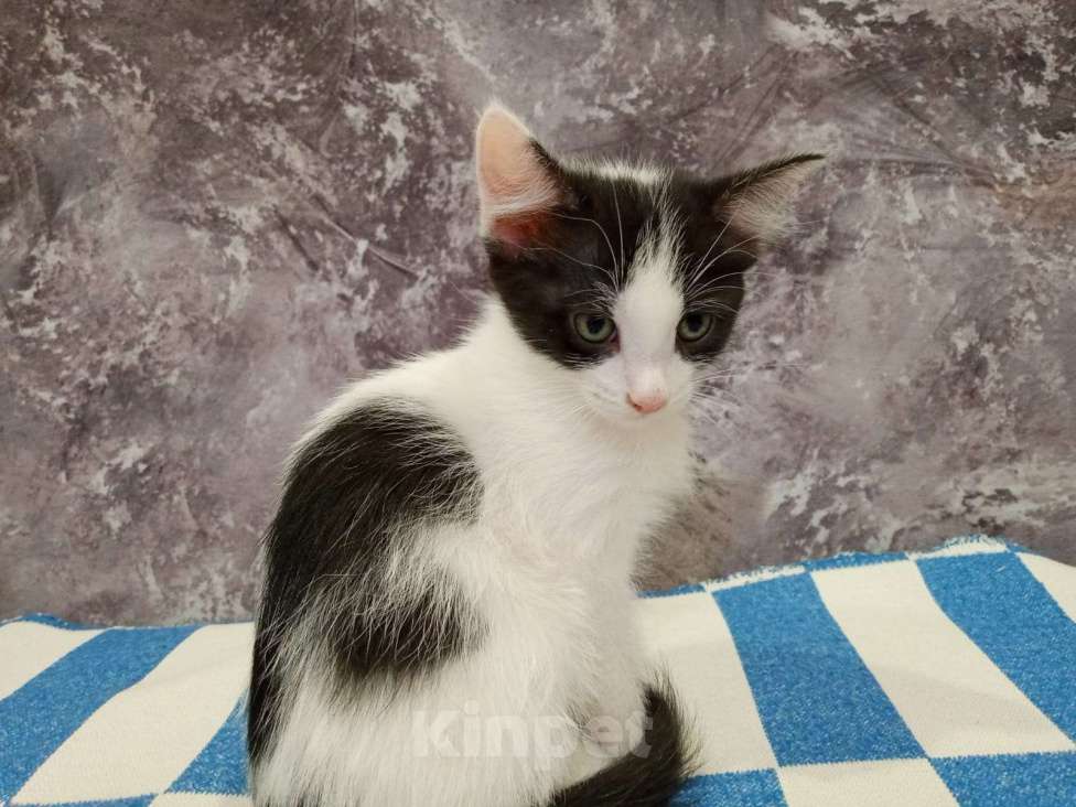 Кошки в Уфе: Котоенок Девочка, 100 руб. - фото 1