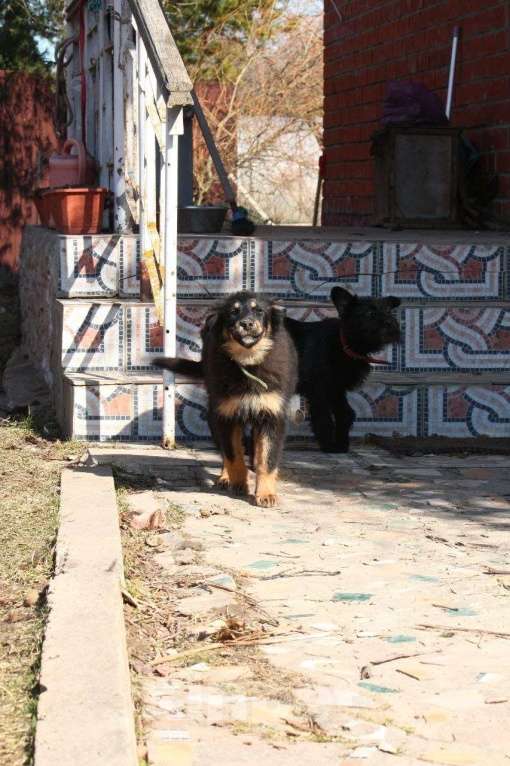 Собаки в Москве: Щенок 4х месяцев Ланча в добрые руки Девочка, Бесплатно - фото 1