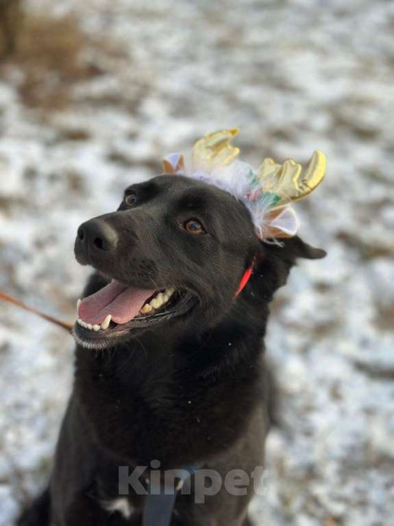 Собаки в Москве: Герда Девочка, Бесплатно - фото 6