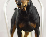 Собаки в Дзержинске: Вязка цвергпинчер, 100 руб. - фото 2