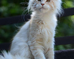 Кошки в Чапаевске: Кот. Окрас красный серебряный тигр! Мальчик, 30 000 руб. - фото 1