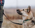 Собаки в Москве: Дрессированная овчарка в добрые руки Девочка, Бесплатно - фото 4