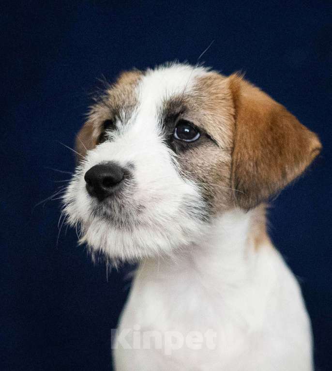 Собаки в Нижнем Новгороде: Щенок джек рассела Мальчик, Бесплатно - фото 2