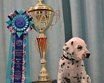 Собаки в Уфе: Щенки Далматина Мальчик, 30 000 руб. - фото 3