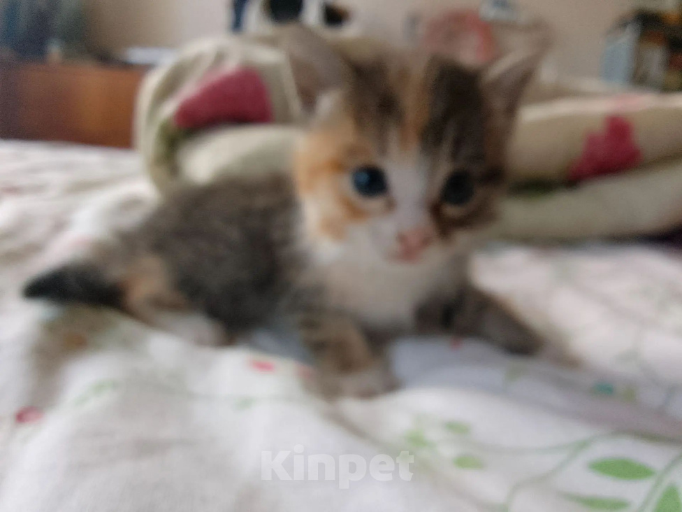 Кошки в Казани: Отдаю котят Разнополые, 1 руб. - фото 2