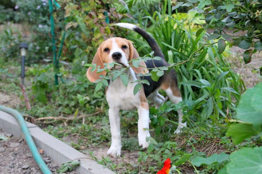 Собаки в Москве: высокопородный щенок бигля Девочка, 70 000 руб. - фото 3