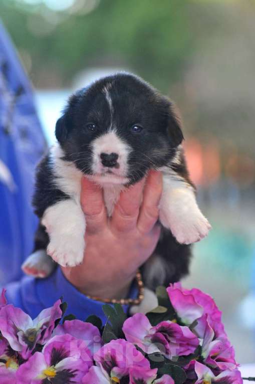 Собаки в Чехове: Щенки кардигана РКФ Девочка, Бесплатно - фото 2