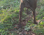 Собаки в Чебоксарах: Найдена собака Девочка, 5 руб. - фото 7