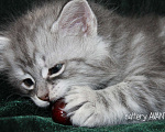 Кошки в Новом Ладоге: Предлагаются клубные сибирские котята мальчик/девочка Девочка, Бесплатно - фото 3