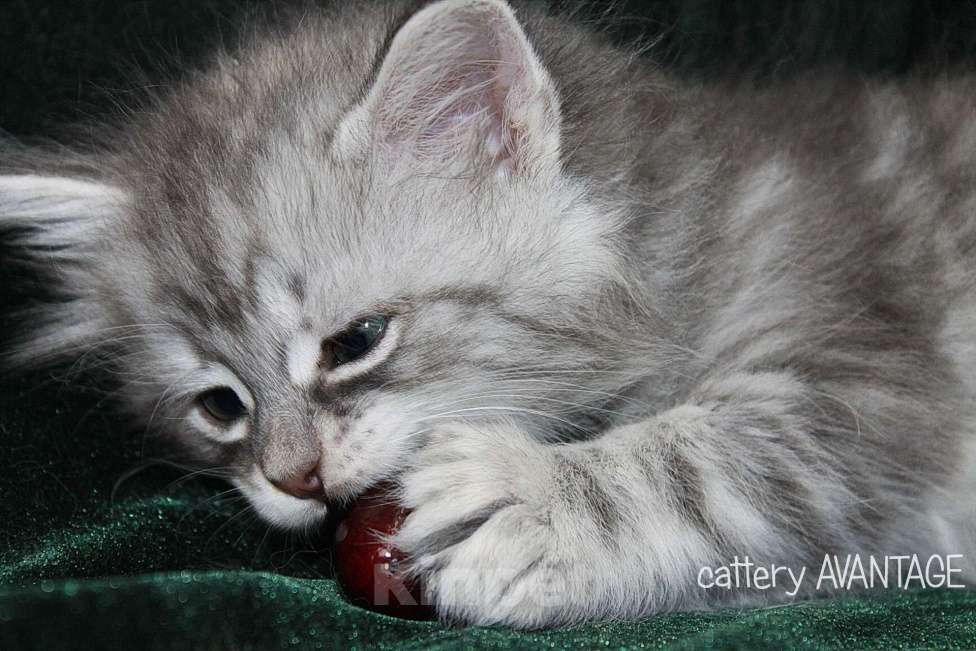 Кошки в Волхове: Сибирские котята клубные с документами и вакцинациями Девочка, Бесплатно - фото 3