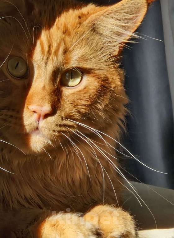 Кошки в Москве: Пресненские котята породы мейн-кун. Ангелина Девочка, 50 000 руб. - фото 4