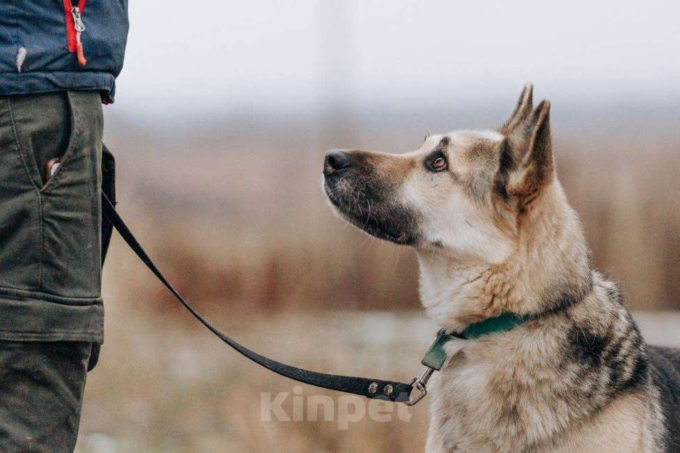 Собаки в Москве: Дрессированная овчарка в добрые руки Девочка, Бесплатно - фото 4