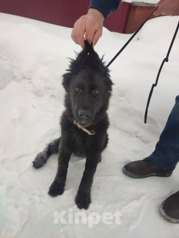 Собаки в Серове: Щенок немецкой овчарки Мальчик, Бесплатно - фото 2