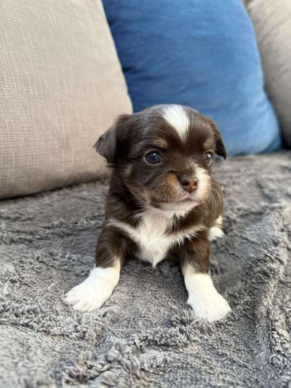 Собаки в других городах Московской области: Мальчик чихуахуа Грегори Мальчик, 60 000 руб. - фото 2