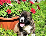 Собаки в Омске: Великолепный щенок кавказской  овчарки Девочка, Бесплатно - фото 1