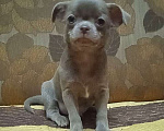 Собаки в Подольске: Лиловый чихуахуа, мальчик Мальчик, 22 000 руб. - фото 1