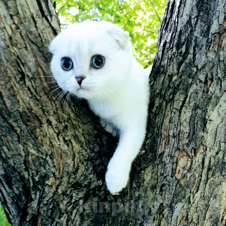 Кошки в Миассе: Девочка фолд в брид Девочка, 50 000 руб. - фото 8