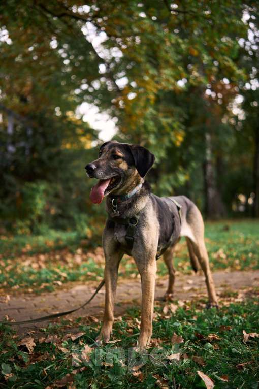 Собаки в Москве: Хамфри - мужчинка эксклюзив! Мальчик, Бесплатно - фото 6