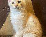 Кошки в Зеленограде: Мейн-кун красное серебро Мальчик, Бесплатно - фото 5