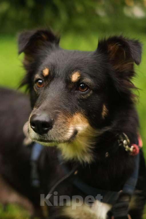 Собаки в Санкт-Петербурге: Дельта из приюта в добрые руки Девочка, Бесплатно - фото 10