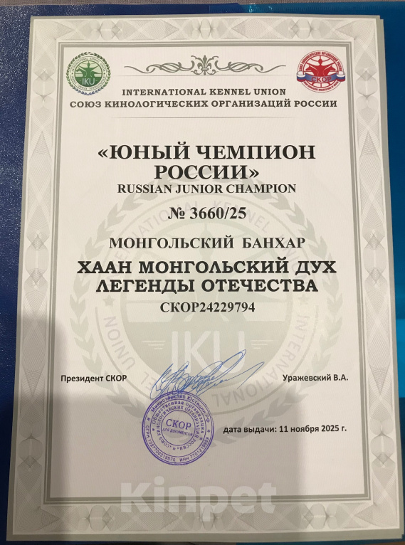 Собаки в других городах Московской области: Щенки монгольская овчарка банхар Разнополые, 60 000 руб. - фото 8