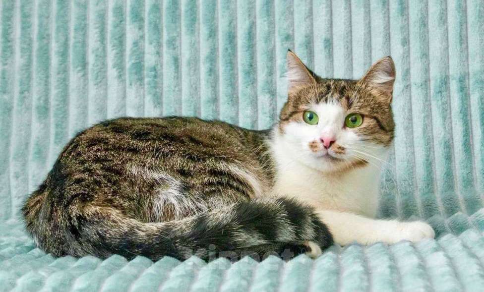 Кошки в Москве: Кошка Мурыся - любовь с первого Мур-мур. В добрые руки Девочка, Бесплатно - фото 4