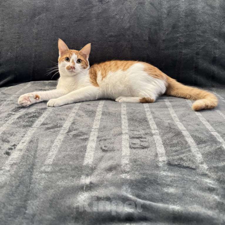 Кошки в Москве: Рыжий котенок в добрые руки Мальчик, Бесплатно - фото 4