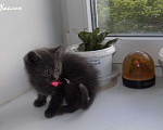 Кошки в Москве: Котята породы Шартрез Девочка, 10 000 руб. - фото 6