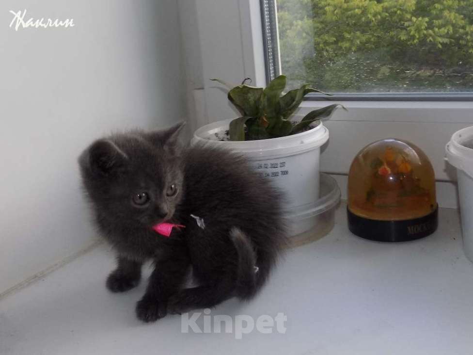 Кошки в Москве: Котята породы Шартрез Девочка, 10 000 руб. - фото 6