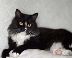 Кошки в Москве: Шикарная черно-белая пушистая кошка Наоми в дар Девочка, 1 руб. - фото 1