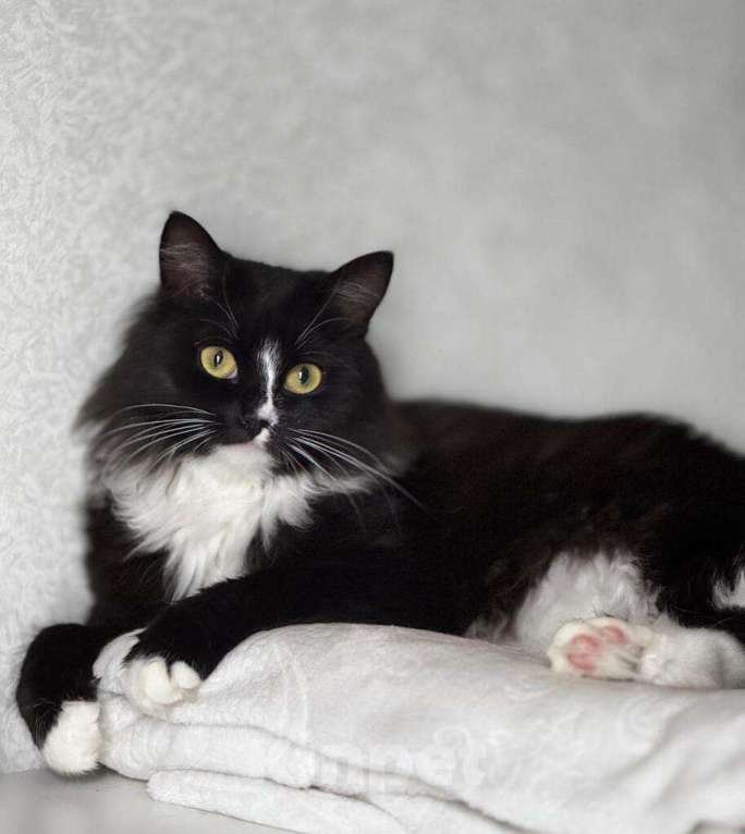 Кошки в Москве: Шикарная черно-белая пушистая кошка Наоми в дар Девочка, 1 руб. - фото 1
