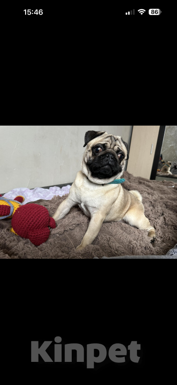 Собаки в Анапе: Мопс Щенок Мальчик, 19 000 руб. - фото 2